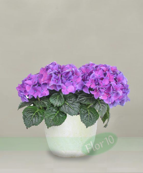 Planta Hortensia - Regalar Flores, Flores para Regalo Flor 10