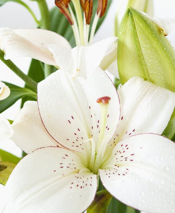 Ramo Lilium Oriental Blanco | Plataforma Online Flor10