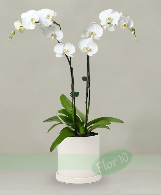 Orquídea Phalaenopsis Blanca - Regalar Flores, Flores para Regalo Flor 10